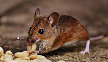 24 Hour & Emergency Exterminators in Bergen, ND
